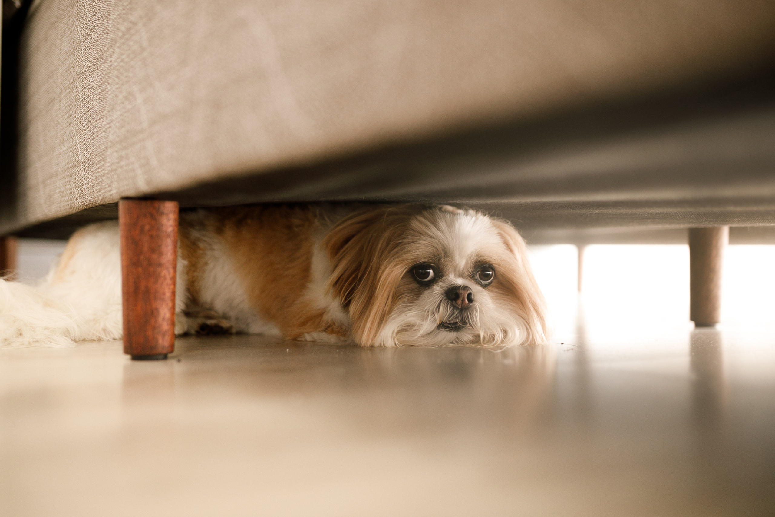 A dog hiding under a sofa